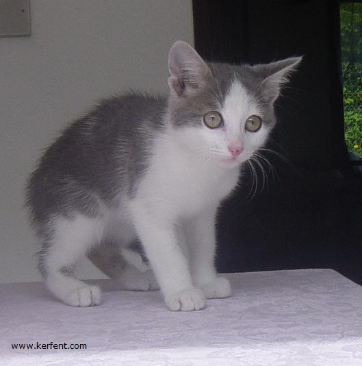 Chaton italien